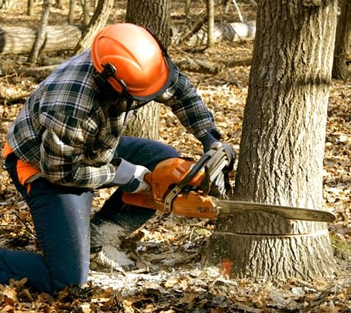 Tree Removal in Marble, NC